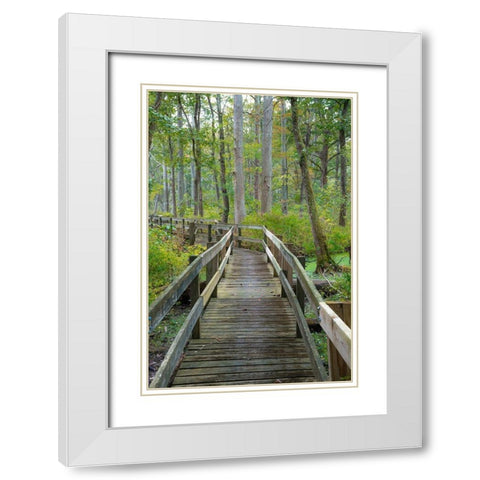 Wooden Boardwalk Trail-Twin Swamps Nature Preserve-Indiana-Midwest-USA White Modern Wood Framed Art Print with Double Matting by Miller, Anna