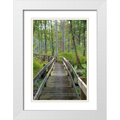 Wooden Boardwalk Trail-Twin Swamps Nature Preserve-Indiana-Midwest-USA White Modern Wood Framed Art Print with Double Matting by Miller, Anna