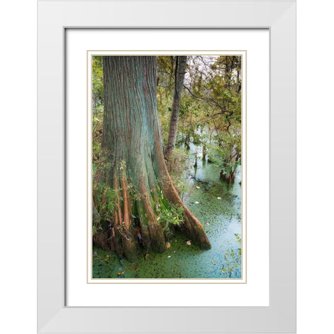 Bold Cypress Swamp-Twin Swamps Nature Preserve-Indiana-Midwest-USA White Modern Wood Framed Art Print with Double Matting by Miller, Anna