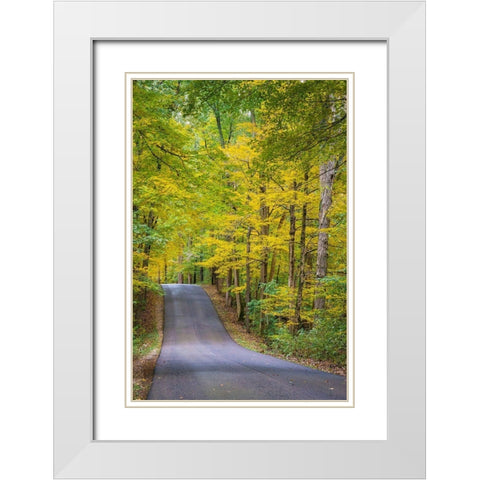 Curvy Road in Clifty Creek Park-Southern Indiana White Modern Wood Framed Art Print with Double Matting by Miller, Anna