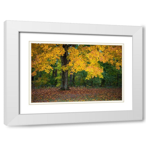 Autumn Yellow Foliage of Sugar Maple in Clifty Creek Park-Southern Indiana White Modern Wood Framed Art Print with Double Matting by Miller, Anna