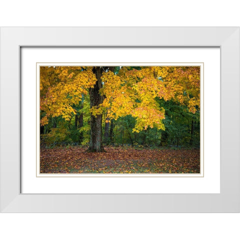 Autumn Yellow Foliage of Sugar Maple in Clifty Creek Park-Southern Indiana White Modern Wood Framed Art Print with Double Matting by Miller, Anna