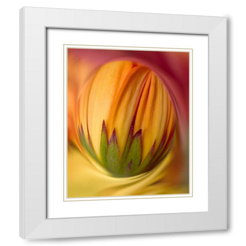 Indiana, Carmel Close-up of gerbera daisy bud White Modern Wood Framed Art Print with Double Matting by Kelley, David