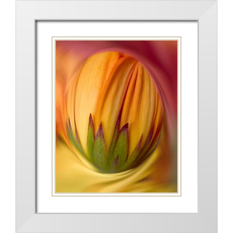 Indiana, Carmel Close-up of gerbera daisy bud White Modern Wood Framed Art Print with Double Matting by Kelley, David