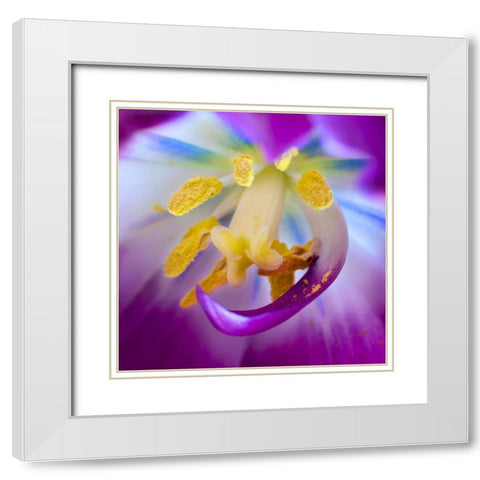 Indiana, Carmel Tulip stamen, pestle, and pollen White Modern Wood Framed Art Print with Double Matting by Kelley, David