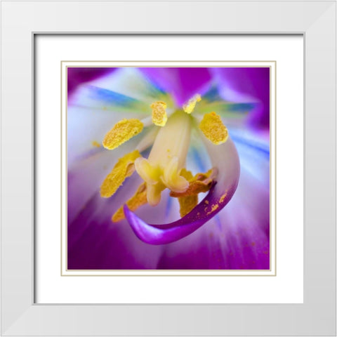Indiana, Carmel Tulip stamen, pestle, and pollen White Modern Wood Framed Art Print with Double Matting by Kelley, David