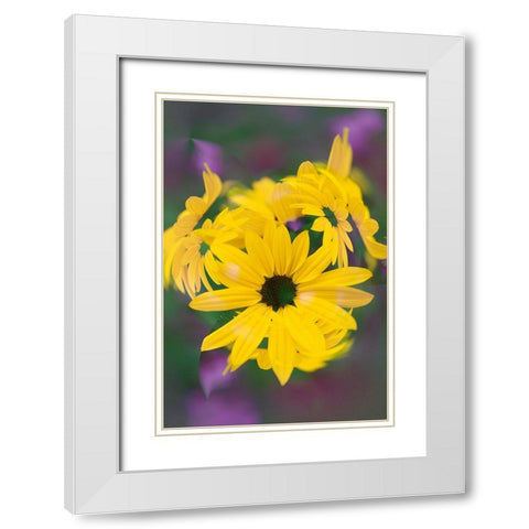 Coreopsis Flower-Louisville-Kentucky White Modern Wood Framed Art Print with Double Matting by Jones, Adam