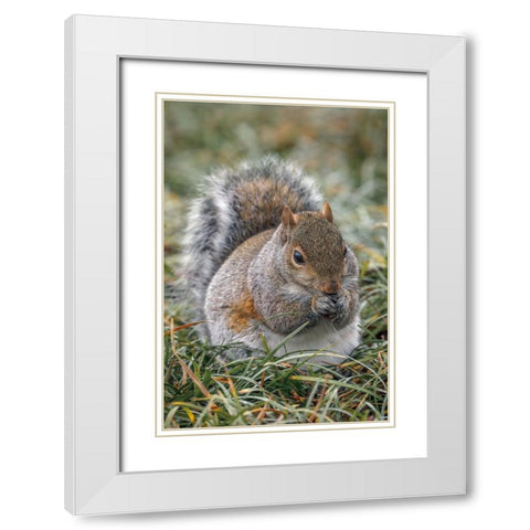 Eastern gray squirrel-Kentucky White Modern Wood Framed Art Print with Double Matting by Jones, Adam