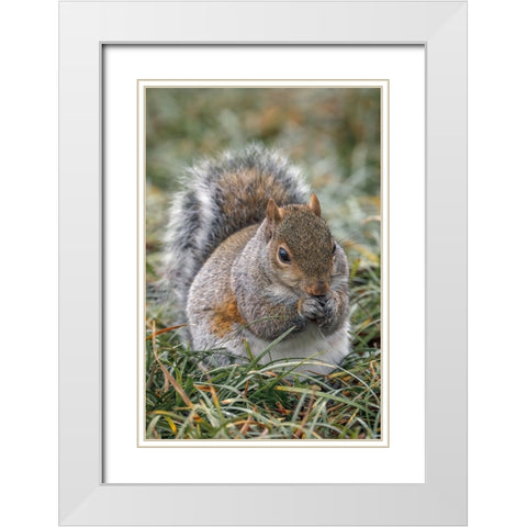 Eastern gray squirrel-Kentucky White Modern Wood Framed Art Print with Double Matting by Jones, Adam