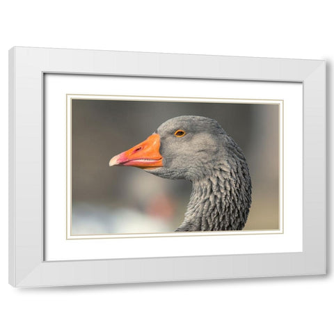 French Toulouse Goose-Kentucky White Modern Wood Framed Art Print with Double Matting by Jones, Adam