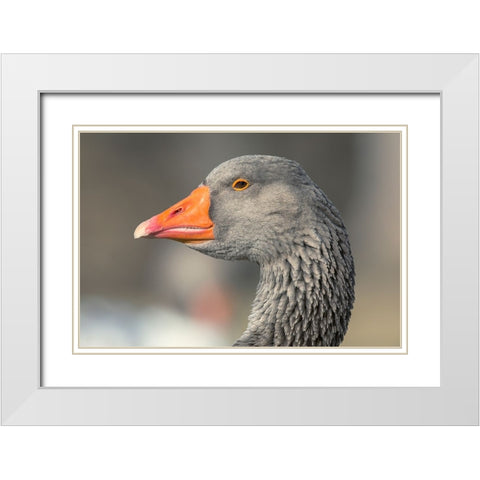 French Toulouse Goose-Kentucky White Modern Wood Framed Art Print with Double Matting by Jones, Adam