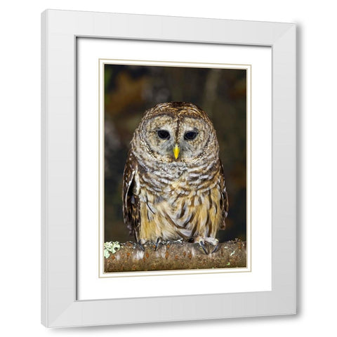 Barred owl-Kentucky White Modern Wood Framed Art Print with Double Matting by Jones, Adam