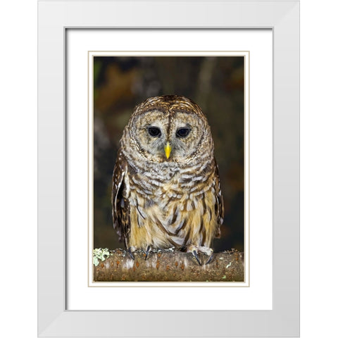 Barred owl-Kentucky White Modern Wood Framed Art Print with Double Matting by Jones, Adam