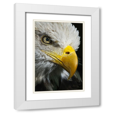 Close-up portrait of Bald eagle-Kentucky White Modern Wood Framed Art Print with Double Matting by Jones, Adam