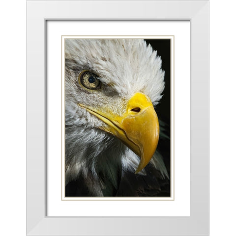 Close-up portrait of Bald eagle-Kentucky White Modern Wood Framed Art Print with Double Matting by Jones, Adam