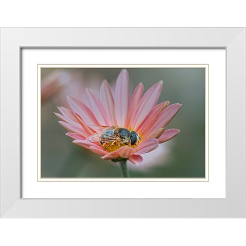 Fly mimicking a bee-Kentucky White Modern Wood Framed Art Print with Double Matting by Jones, Adam