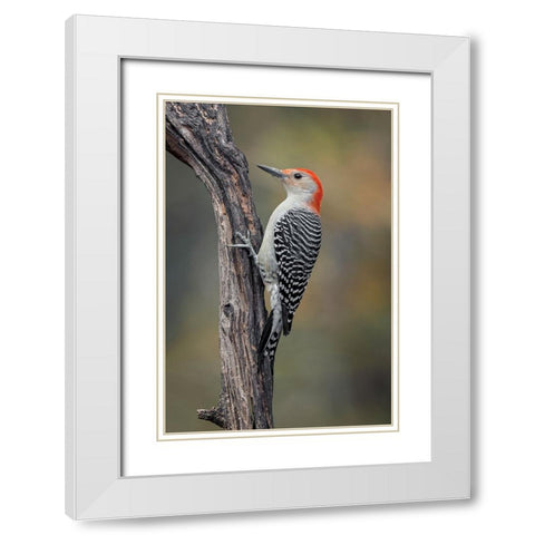 Male Red-bellied woodpecker in autumn-Kentucky White Modern Wood Framed Art Print with Double Matting by Jones, Adam