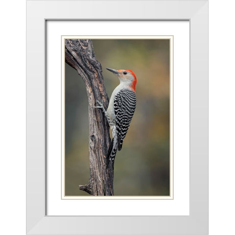 Male Red-bellied woodpecker in autumn-Kentucky White Modern Wood Framed Art Print with Double Matting by Jones, Adam