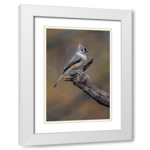 Tufted titmouse-Kentucky White Modern Wood Framed Art Print with Double Matting by Jones, Adam