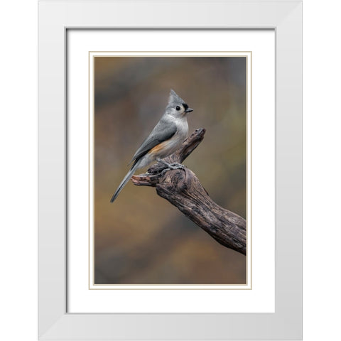 Tufted titmouse-Kentucky White Modern Wood Framed Art Print with Double Matting by Jones, Adam
