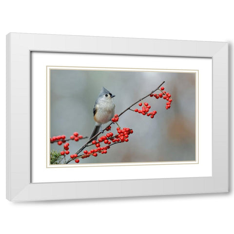 Tufted titmouse and red berries-Kentucky White Modern Wood Framed Art Print with Double Matting by Jones, Adam