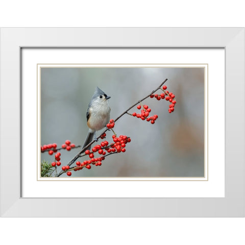 Tufted titmouse and red berries-Kentucky White Modern Wood Framed Art Print with Double Matting by Jones, Adam