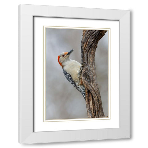 Female Red-bellied woodpecker and red berries-Kentucky White Modern Wood Framed Art Print with Double Matting by Jones, Adam