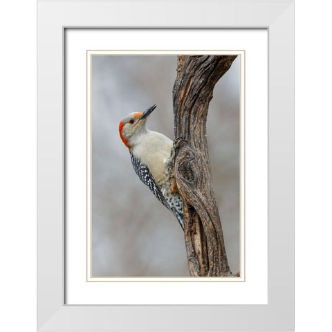 Female Red-bellied woodpecker and red berries-Kentucky White Modern Wood Framed Art Print with Double Matting by Jones, Adam
