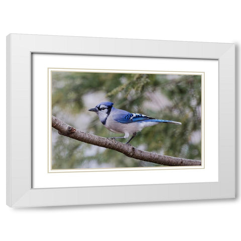 Blue jay in winter-Kentucky White Modern Wood Framed Art Print with Double Matting by Jones, Adam