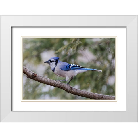 Blue jay in winter-Kentucky White Modern Wood Framed Art Print with Double Matting by Jones, Adam