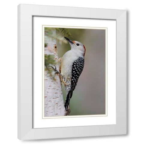 Female Red-bellied woodpecker-Melanerpes carolinus and red berries-Kentucky White Modern Wood Framed Art Print with Double Matting by Jones, Adam