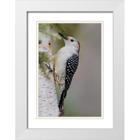 Female Red-bellied woodpecker-Melanerpes carolinus and red berries-Kentucky White Modern Wood Framed Art Print with Double Matting by Jones, Adam
