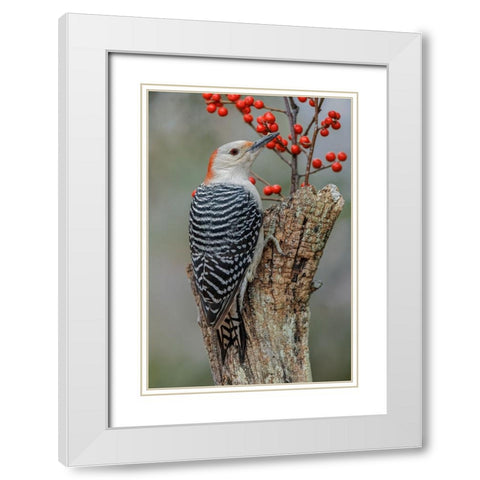 Female Red-bellied woodpecker and red berries-Kentucky White Modern Wood Framed Art Print with Double Matting by Jones, Adam