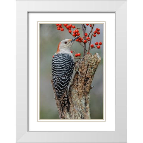 Female Red-bellied woodpecker and red berries-Kentucky White Modern Wood Framed Art Print with Double Matting by Jones, Adam