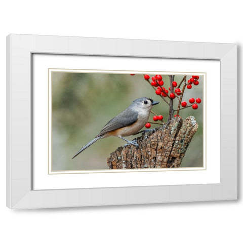 Tufted titmouse and red berries-Kentucky White Modern Wood Framed Art Print with Double Matting by Jones, Adam