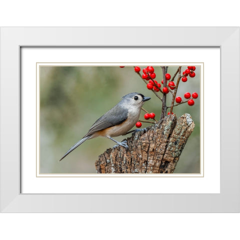 Tufted titmouse and red berries-Kentucky White Modern Wood Framed Art Print with Double Matting by Jones, Adam