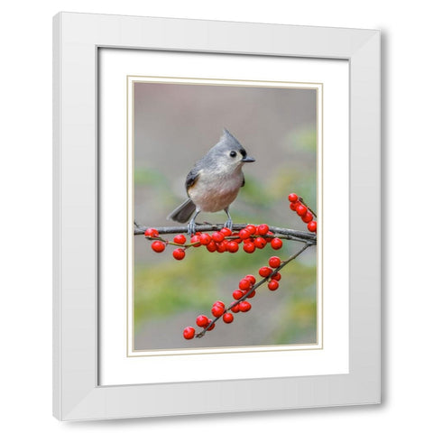 Tufted titmouse and red berries-Kentucky White Modern Wood Framed Art Print with Double Matting by Jones, Adam