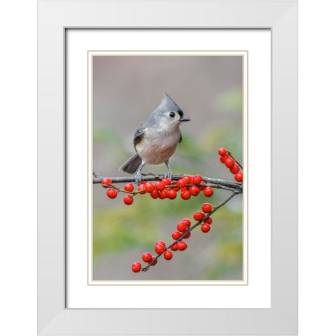 Tufted titmouse and red berries-Kentucky White Modern Wood Framed Art Print with Double Matting by Jones, Adam