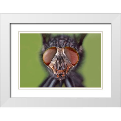 Extreme close-up of house fly head and face-Kentucky White Modern Wood Framed Art Print with Double Matting by Jones, Adam