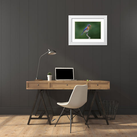 Male Eastern bluebird with centipede-Kentucky White Modern Wood Framed Art Print with Double Matting by Jones, Adam