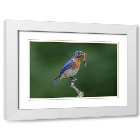 Male Eastern bluebird with centipede-Kentucky White Modern Wood Framed Art Print with Double Matting by Jones, Adam