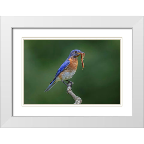 Male Eastern bluebird with centipede-Kentucky White Modern Wood Framed Art Print with Double Matting by Jones, Adam