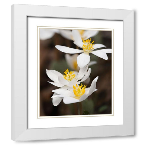 Bloodroot flowers The Parklands-Louisville-Kentucky White Modern Wood Framed Art Print with Double Matting by Jones, Adam
