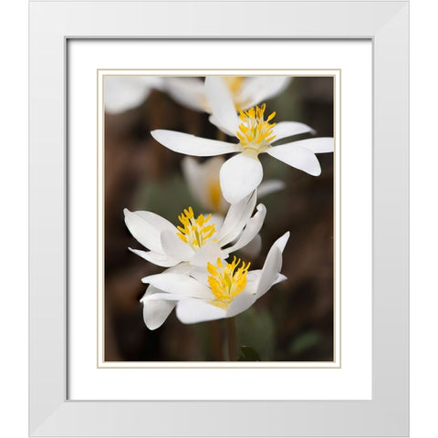 Bloodroot flowers The Parklands-Louisville-Kentucky White Modern Wood Framed Art Print with Double Matting by Jones, Adam