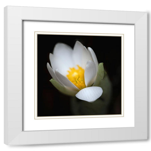 Bloodroot flower The Parklands-Louisville-Kentucky White Modern Wood Framed Art Print with Double Matting by Jones, Adam