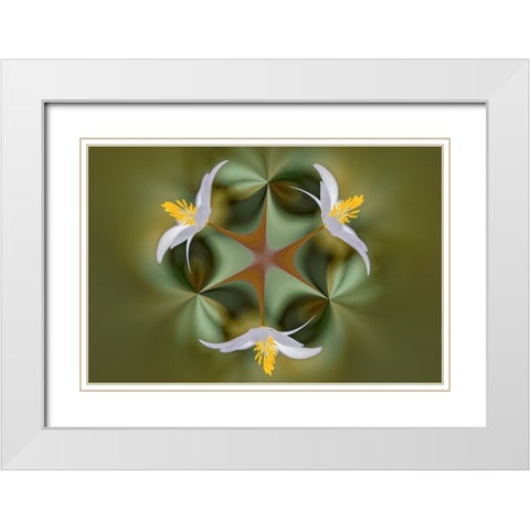 Bloodroot flower The Parklands-Louisville-Kentucky White Modern Wood Framed Art Print with Double Matting by Jones, Adam