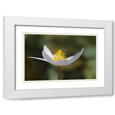 Bloodroot flower The Parklands-Louisville-Kentucky White Modern Wood Framed Art Print with Double Matting by Jones, Adam