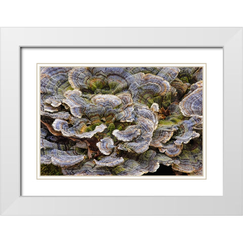 Turkey tail bracket fungi The Parklands-Louisville-Kentucky White Modern Wood Framed Art Print with Double Matting by Jones, Adam