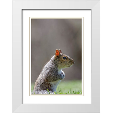 Eastern gray squirrel-Kentucky White Modern Wood Framed Art Print with Double Matting by Jones, Adam