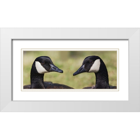 Canada geese-Kentucky White Modern Wood Framed Art Print with Double Matting by Jones, Adam